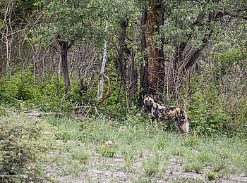 Luiana Plains Expedition Camp: Wildhund im Busch
