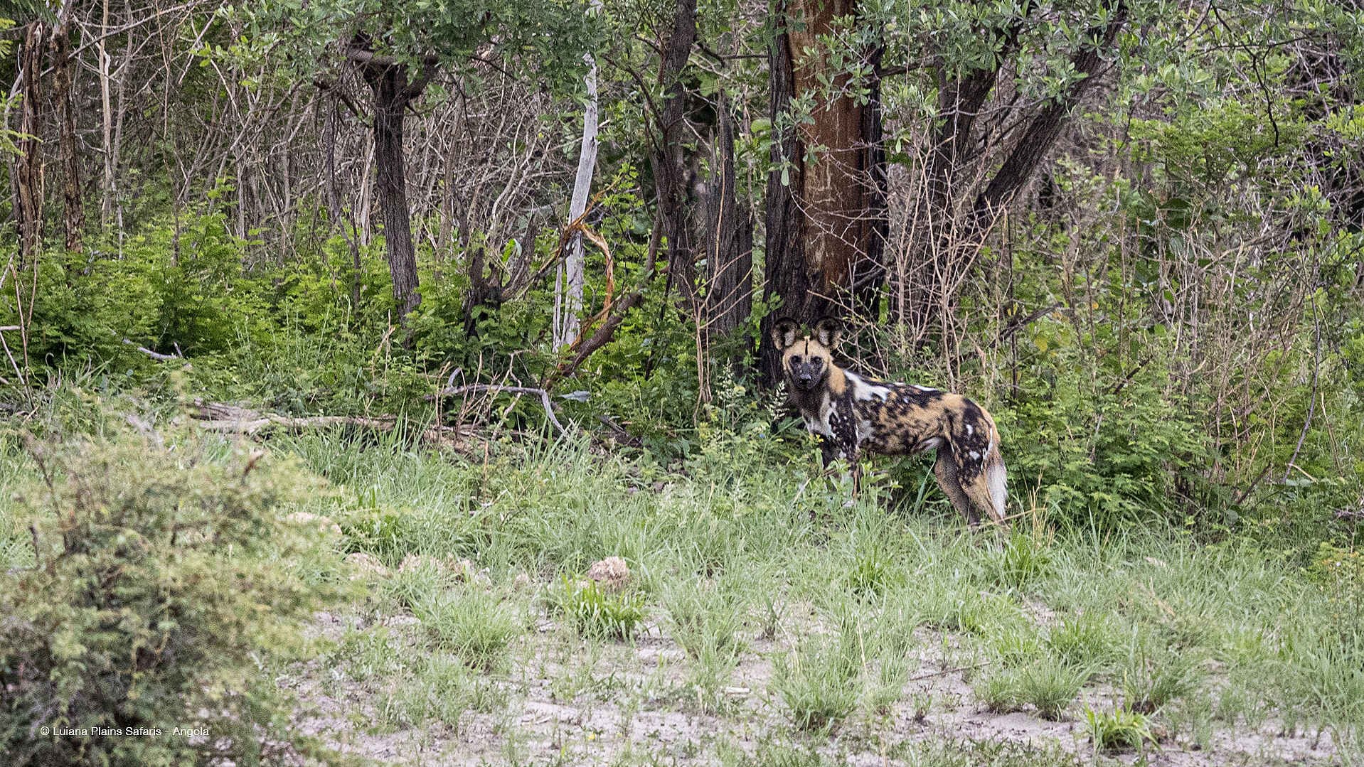 Luiana Plains Expedition Camp: Wildhund im Busch