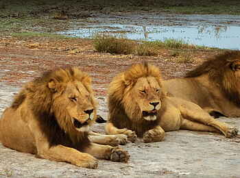 Mapula Lodge: 3 männliche Löwen