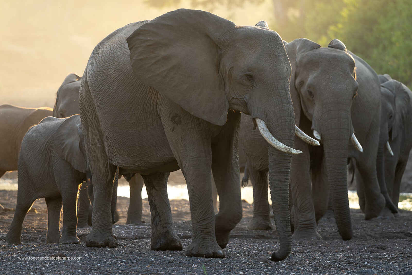 Mashatu Lodge: Elefantenherde Mashatu Lodge: Elefantenherde