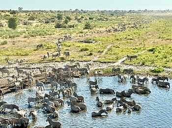 Moela Safari Lodge: Viele Tiere am Wasserloch