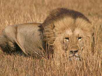 Mukambi Fig Tree Bush Camp: Ein Löwe