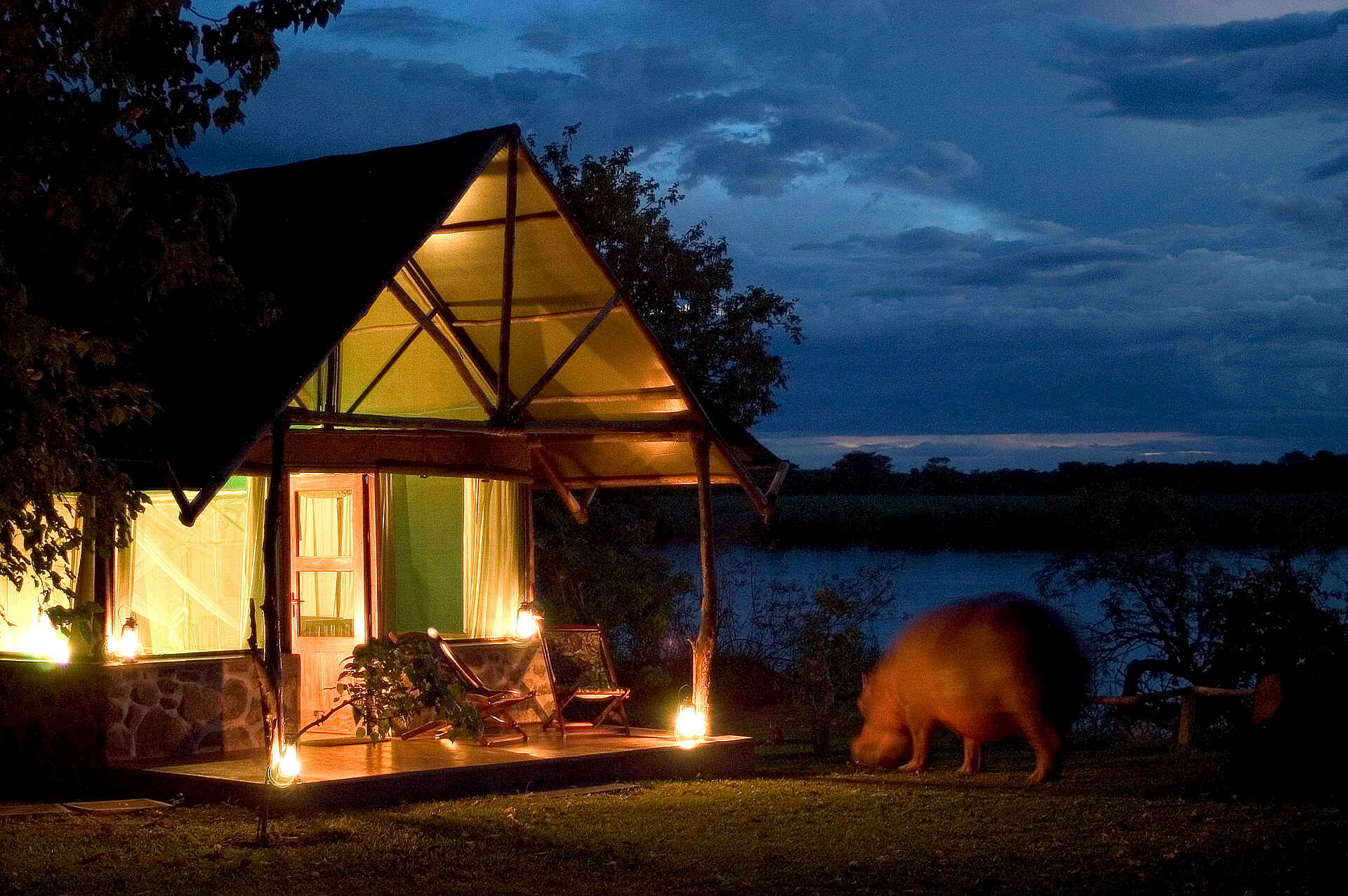 Mvuu Camp: Neugieriges Nilpferd