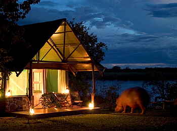 Mvuu Camp: Neugieriges Nilpferd