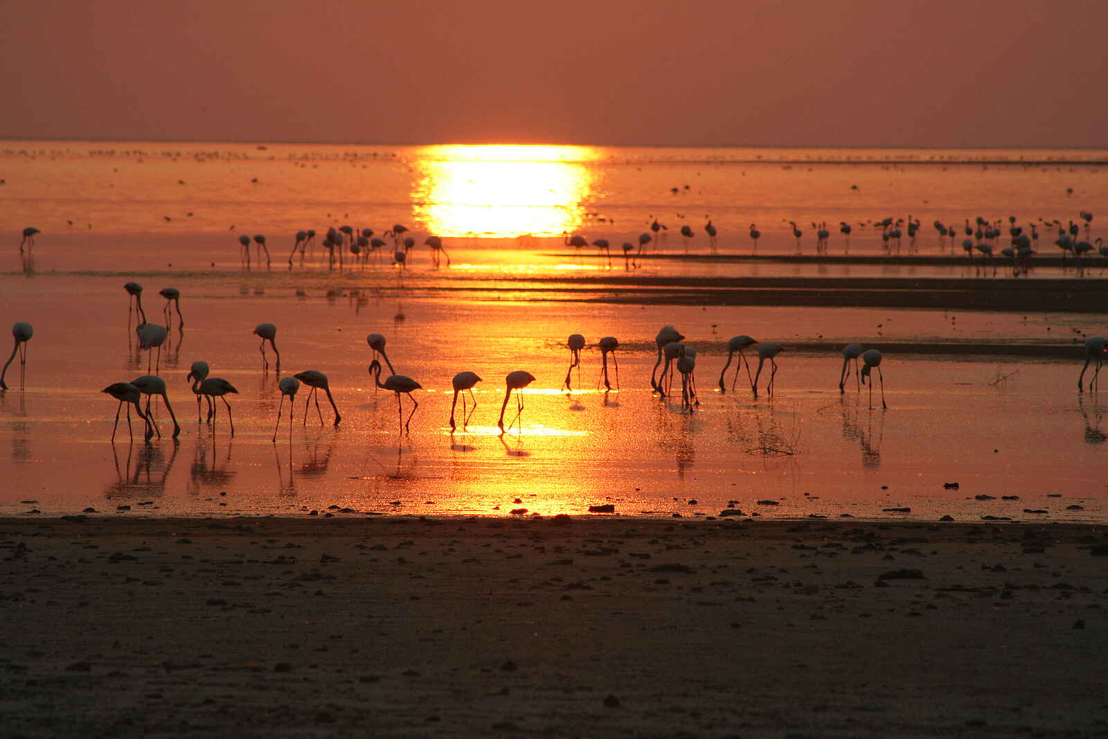Nata Bird Sanctuary: Flamingos im Sonnenuntergang Nata Bird Sanctuary: Flamingos im Sonnenuntergang