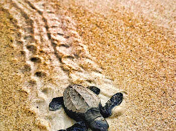 Nyanga Lodge: Baby Schildkröte