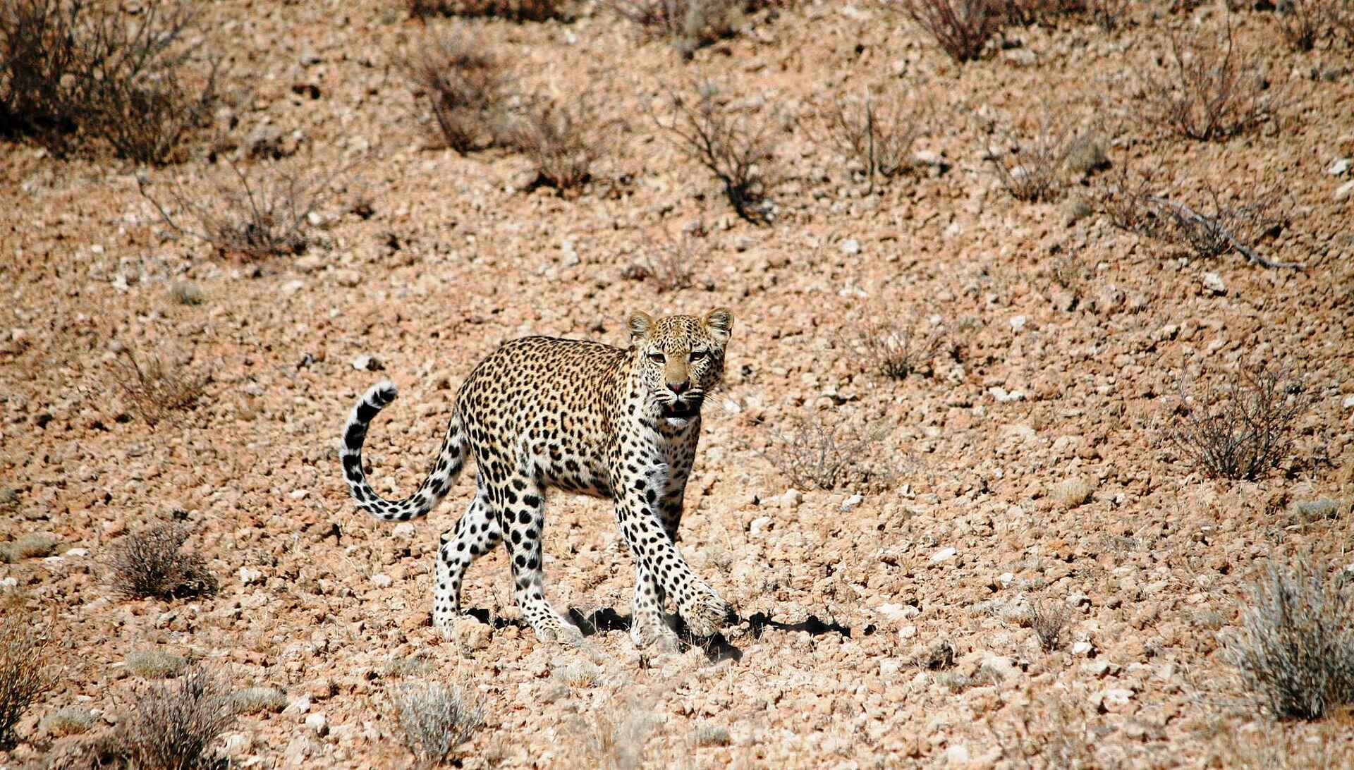 Rooiputs Lodge: Leopard