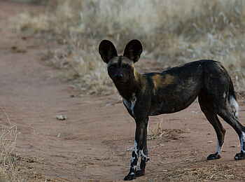 Sarara Camp: Wildhund Sarara Camp: Wildhund
