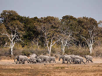 Savuti Camp: Elefanten