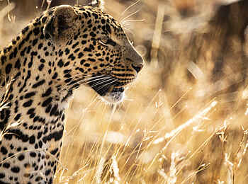 Segera Retreat: Ein Leopard