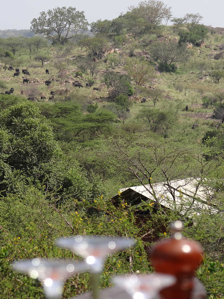 Serengeti Migration Camp: Blick von der Terrasse Serengeti Migration Camp: Blick von der Terrasse