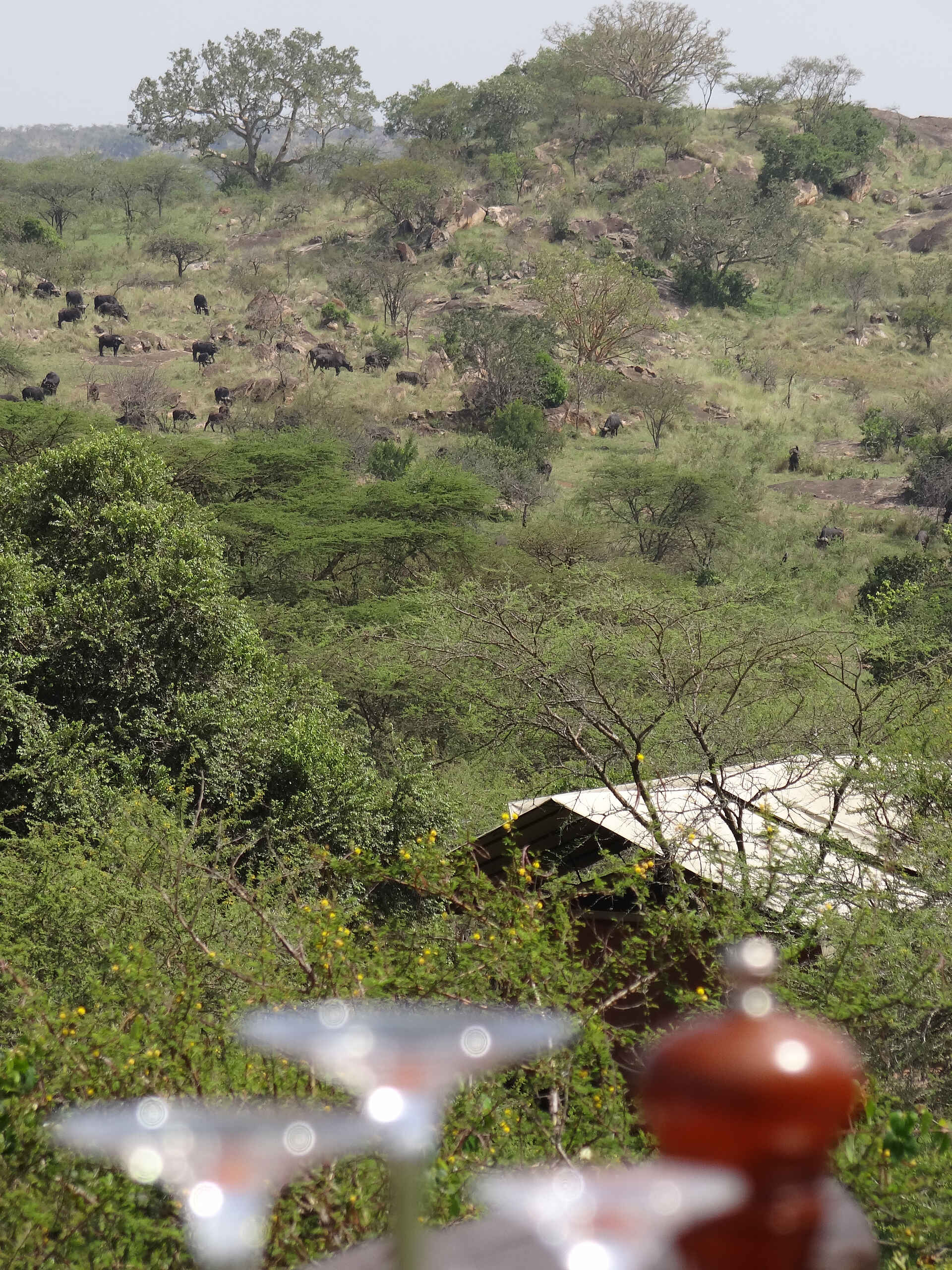 Serengeti Migration Camp: Blick von der Terrasse