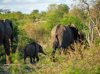 Simbavati Camp George: Eine Elefantenherde Simbavati Camp George: Eine Elefantenherde