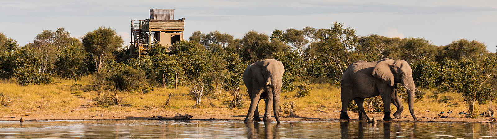 Skybeds: Elefanten am Wasserloch Skybeds: Elefanten am Wasserloch
