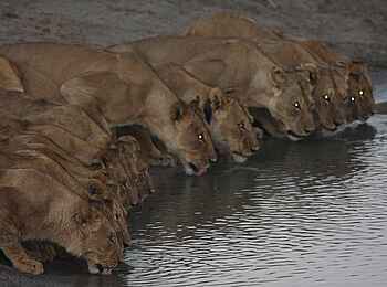 The Hide: Trinkende Löwinnen The Hide: Trinkende Löwinnen