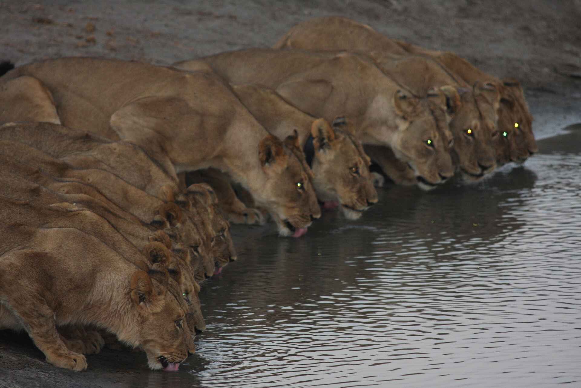 The Hide: Trinkende Löwinnen