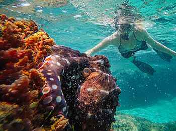 Thonga Beach Lodge: Schnorcheln Thonga Beach Lodge: Schnorcheln