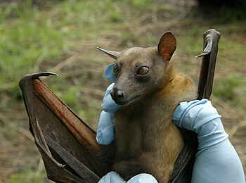 Wasa Lodge: Flughund ind der Hand