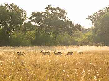 4 Rivers Camp: Antilopen 4 Rivers Camp: Antilopen