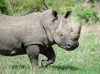Cheetah Plains: Bulliges Nashorn Cheetah Plains: Bulliges Nashorn