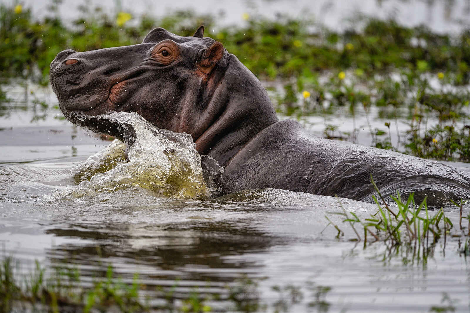 Chilo Ivory Trail Adventure: Nilpferdbulle Chilo Ivory Trail Adventure: Nilpferdbulle