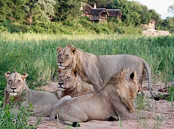 Jock Safari Lodge – Main Lodge: Löwen vor der Lodge
