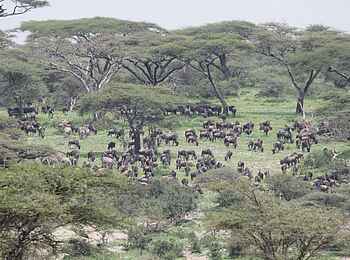 Legendary Mwiba Lodge: Gnuherde Legendary Mwiba Lodge: Gnuherde