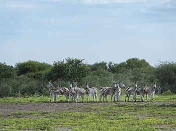 Leopard Plains: Zebraherde Leopard Plains: Zebraherde