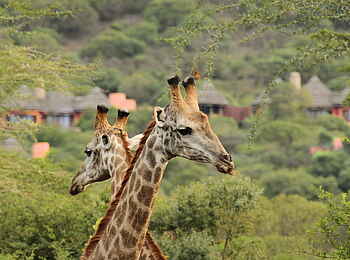 Thanda Safari Lodge: Giraffen vor dem Camp Thanda Safari Lodge: Giraffen vor dem Camp