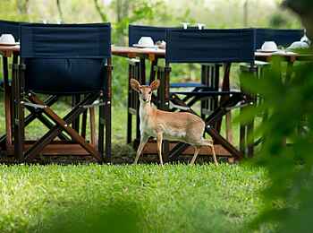 andBeyond Benguerra Island: kleine Antilope