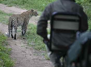 &Beyond Kirkman's Camp: Leopardenbeobachtung beim Game Drive &Beyond Kirkman's Camp: Leopardenbeobachtung beim Game Drive