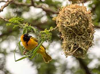 Basecamp Masai Mara: Webervogel Basecamp Masai Mara: Webervogel