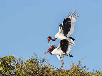 Belmond Eagle Island Lodge: Nestbau Belmond Eagle Island Lodge: Nestbau