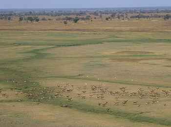 Busanga Bush Camp: Die Busanga Plains Busanga Bush Camp: Die Busanga Plains