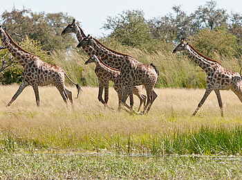 Camelthorn Lodge: Fliehende Giraffen Camelthorn Lodge: Fliehende Giraffen