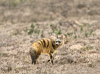 Ecca Lodge: Erdwolf Ecca Lodge: Erdwolf