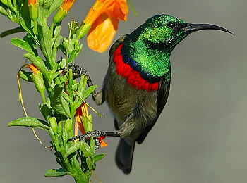 Grootbos Garden Lodge: Bird Watching Grootbos Garden Lodge: Bird Watching