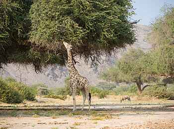 Hoanib Elephant Camp: Giraffe beim Fressen