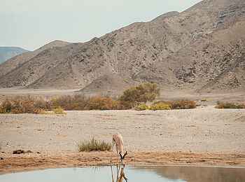 Hoanib Elephant Camp: Springbock am Wasserloch