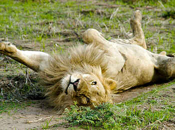 Katuma Bush Lodge: Ein Löwe wälzt sich genüsslich am Boden