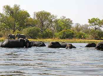Kujwana Camp: Elefanten-Bad