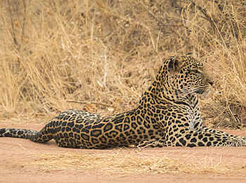 Kwihala Camp: Liegender Leopard