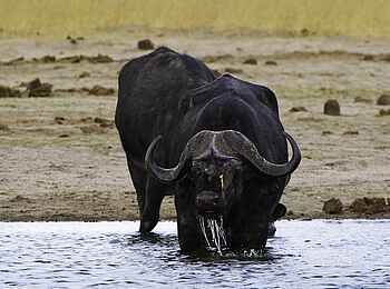 Little Makalolo Camp: Durstiger Büffel Little Makalolo Camp: Durstiger Büffel