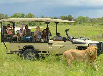 Macatoo Camp: Löwe vor Safarifahrzeug