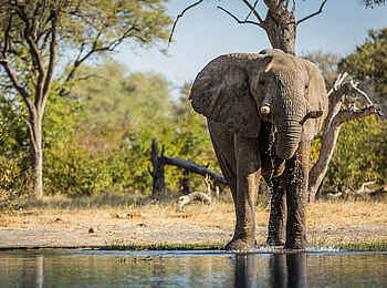Machaba Camp: Elefant