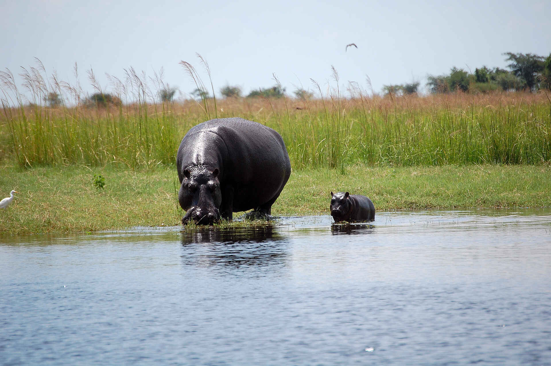 Muchenje Safari Lodge: Nilpferdkuh mit Jungem