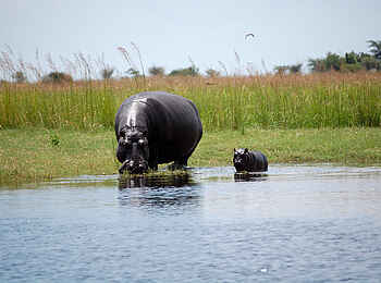 Muchenje Safari Lodge: Nilpferdkuh mit Jungem