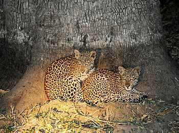 Norman Carr Safaris: Leopardenkätzchen