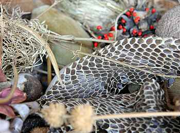 Nsefu Camp: Schlangenhaut