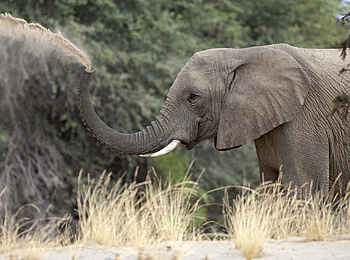 Okahirongo Elephant Lodge: Elefant nimmt ein Sandbad